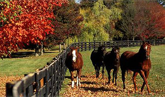 Tryon NC Real Estate,Landrum SC Realty,North SC Horse Farms,Columbus Homes for Sale,Polk County Equestrian Property,SC,north carolina, landrum sc, tryon,nc,columbus,nc,upstate SC,usc,spartanburg sc,greenville sc,saluda nc,north carolina,western north carolina,polk county nc,ashville nc,blue ridge mountains nc,tuxedo nc,campobello sc,gowensville sc,hendersonville,nc,north carolina,homes for sale,properties for sale,land for sale,horse farms,horse properties,equestrian properties,private trail system,farms,high end homes,estates, Tryon NC Real Estate,Landrum SC Realty,North SC Horse Farms,Columbus Homes for Sale,Polk County Equestrian Property,SC,north carolina, landrum sc, tryon,nc,columbus,nc,upstate SC,usc,spartanburg sc,greenville sc,saluda nc,north carolina,western north carolina,polk county nc,ashville nc,blue ridge mountains nc,tuxedo nc,campobello sc,gowensville sc,hendersonville,nc,north carolina,homes for sale,properties for sale,land for sale,horse farms,horse properties,equestrian properties,private trail system,farms,high end homes,estates,
